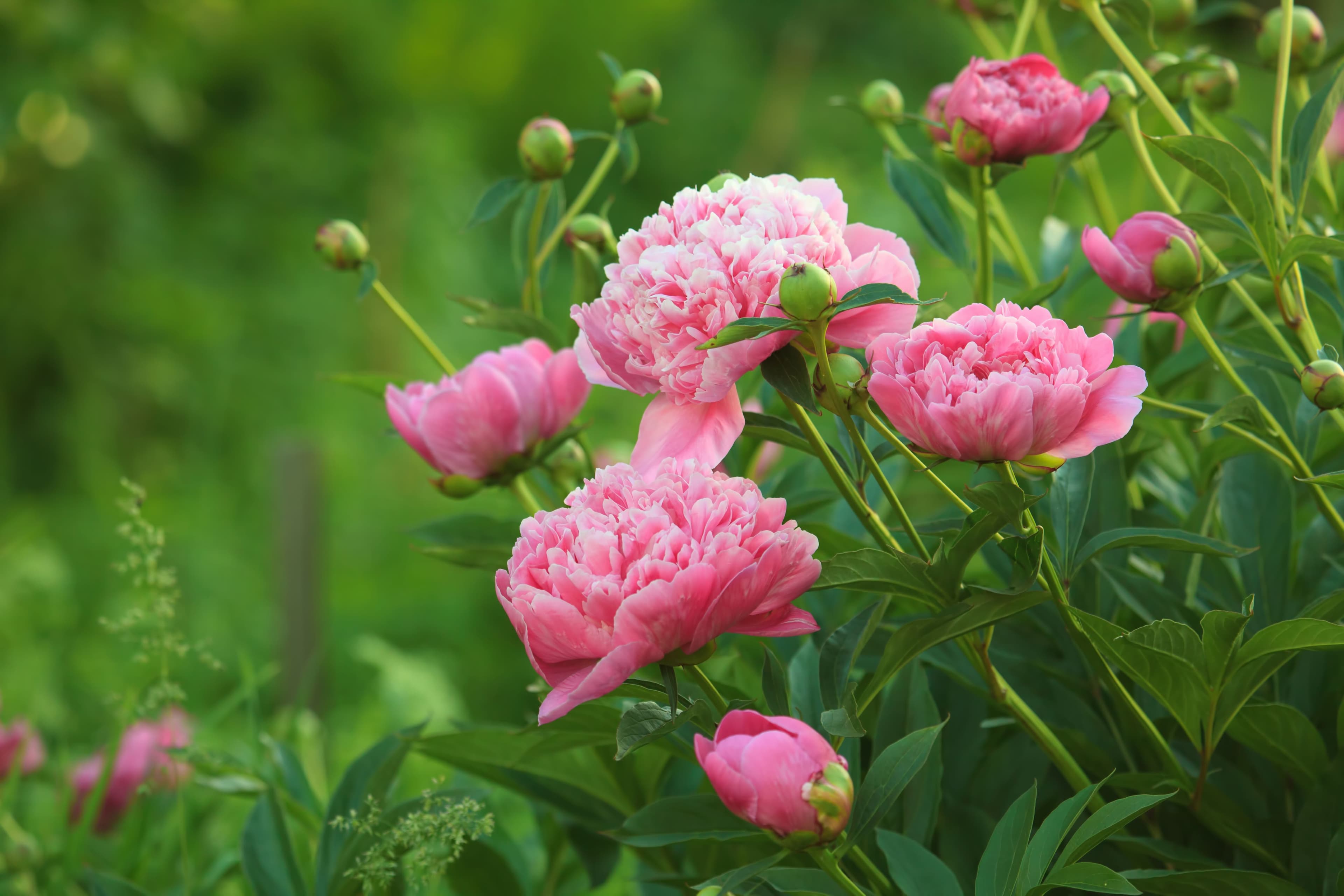 European peony, or Common peony (Paeonia officinalis)